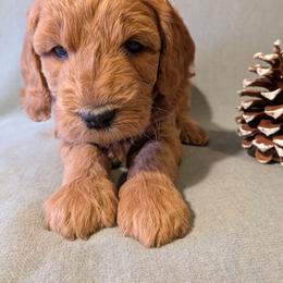 Bear - Apricot male Goldendoodle puppy in Rochester, New York from Willowgreen Goldendoodles