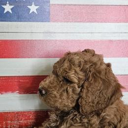 Goldendoodles from Lucy's Golden Doodles