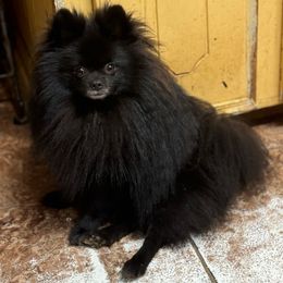 Blackjack - Pomeranian