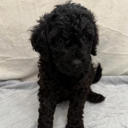 Darius - Phantom male Goldendoodle puppy in Spokane, Washington from Goldendoodles on the Prairie