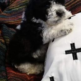 Aussiedoodle, Poodle, and Yorkipoo Puppies from Romano Juarez Puppies