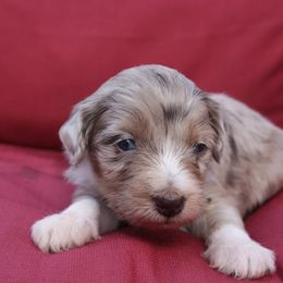 Aussiedoodle Puppies from DuWoof