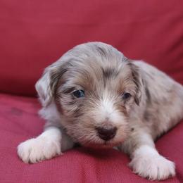 Aussiedoodle Puppies from DuWoof
