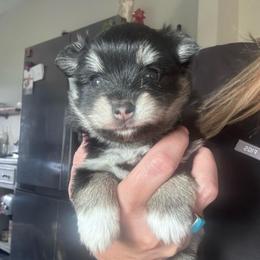 June Carter - Tri-color female Pomsky puppy in Sturgis, Kentucky from Furever Pomskies