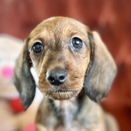Red collar boy - Dachshund puppy from HighStyle Dachshunds