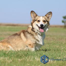 Zoe - Pembroke Welsh Corgi