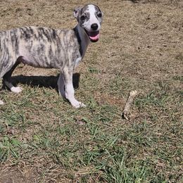 Ross - Fawn brindle male Whippet puppy in Fowlerville, Michigan from Bloom's County Kennel