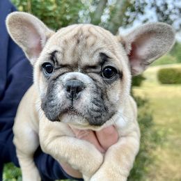 French Bulldogs from Moore Frenchies