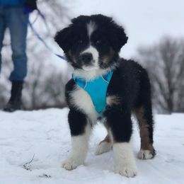 Australian Shepherd and Collie Puppies from Nicara kennel