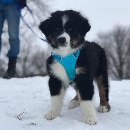 Australian Shepherd and Collie Puppies from Nicara kennel