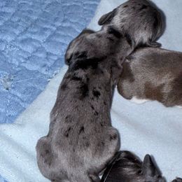 Jessie - Dapple female Dachshund puppy in Midland, Texas from The Barefield Doxies