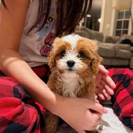 Bernedoodle and Cavapoo All Grown Up from FIRMAN & INA TROYER