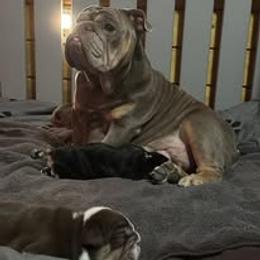 Bulldog Puppies from Bullgodz English Bulldogs