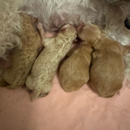 Girl 1 - Apricot female Maltipoo puppy in Tomball, Texas from Angela Hurd's Maltipoos