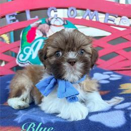 Blue - Liver and white male Shih Tzu puppy in Hemet, California from Aloha Shih Tzu