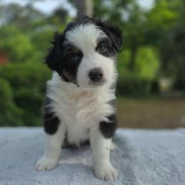Snickers - Black tri-color male Australian Shepherd puppy in Summerville, South Carolina from Flowertown Aussies