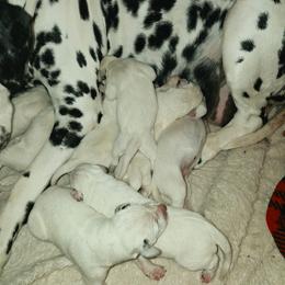 Boy 6 - White and black male Dalmatian puppy in Sharpsburg, Maryland from Antietam Dalmatians