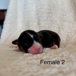 Female 2 - Black and tan female Pembroke Welsh Corgi puppy in La Porte City, Iowa from Cedar River Corgis