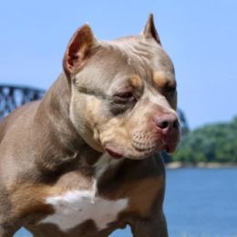 American Bullies from Medusa’s Bullies