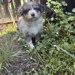 Titan - Blue merle male Australian Shepherd puppy in Yelm, Washington from Country Rose Australian Shepherds