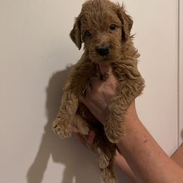 Double Doodle, Goldendoodle, Labradoodle, and Poodle Puppies from Amore Doodles & Poodles