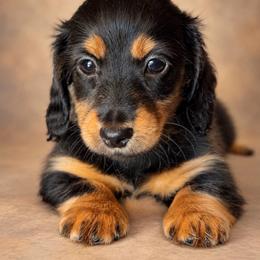 Black and Tan - Black and tan female Dachshund puppy in Harmony, North Carolina from Schuster Haus