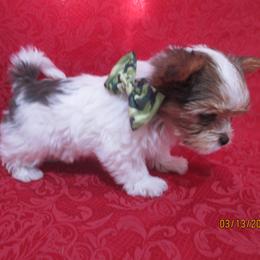 Corky - Parti male Yorkshire Terrier puppy in Galva, Illinois from Grandma's Yorkie Cottage