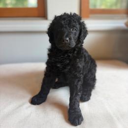 Austen - Black male Bernedoodle puppy in Gales Ferry, Connecticut from Schweers Goldens and Doodles