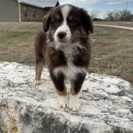 Tulip - Red tri female Miniature Australian Shepherd puppy in Godley, Texas from Nana and Paws Aussies