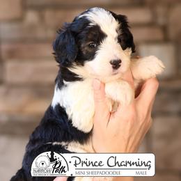 Prince Charming - Black and white male Sheepadoodle puppy in Cleveland, Tennessee from Narrow Path Old English & Sheepadoodles