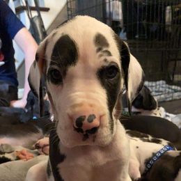 Great Dane Puppies from Galactic Danes
