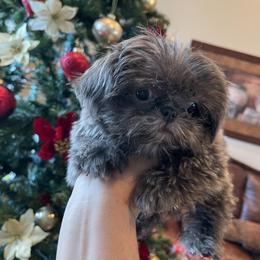 Linda - Blue female Shih Tzu puppy in Oak Hills, California from High Desert  Shih Tzu