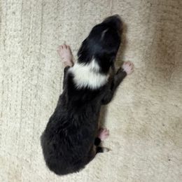 Basil - Black white and tan male Collie puppy in Carencro, Louisiana from Cajun Bayou's Collies LLC