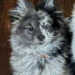 Rocket - Pomeranian