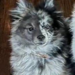 Rocket - Pomeranian
