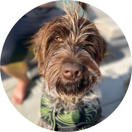 Tango - Wirehaired Pointing Griffon