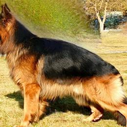 Hanther - German Shepherd