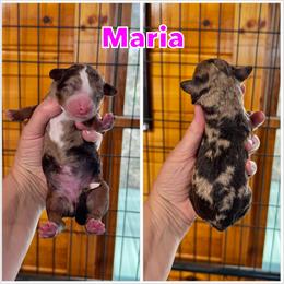 Maria - Chocolate merle female Bernedoodle puppy in Banner Elk, North Carolina from Walnut Tree Bernedoodles