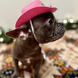 Clover - Blue female French Bulldog puppy in Hardy, Virginia from Southern Class Frenchies
