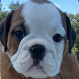 Boxers, Bulldogs, and Shih Tzus from Karmash Boxers, Bulldogs and Krymson Kandy Shihtzus