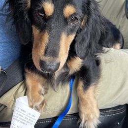 Leo - Dachshund