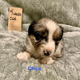 Chips - Blue merle male Australian Shepherd puppy in Wisconsin Dells, Wisconsin from Nicara kennel