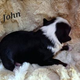 John - Black tri male Toy Australian Shepherd puppy in Viking, Minnesota from Son Shine Farm