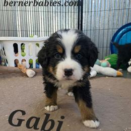 Gabi - Black rust and white female Bernese Mountain Dog puppy in Radcliffe, Iowa from Berner Babies