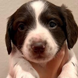 Dachshunds from Camo Dachshunds