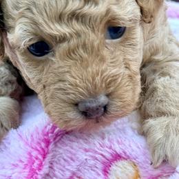 Poodle Puppies from Pet Guardian Smart Kennels, LLC