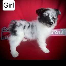 Split face - White blue merle female Shetland Sheepdog puppy in Germantown, Ohio from Buckeye Shelties