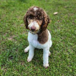 Willow - Poodle