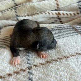 Foxy - Wolf sable female Pomsky puppy in Doon, Iowa from Luxury Pomsky