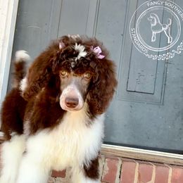 Billie Jean - Parti female Poodle puppy in Hampton, Georgia from Fancy Southern Standards
